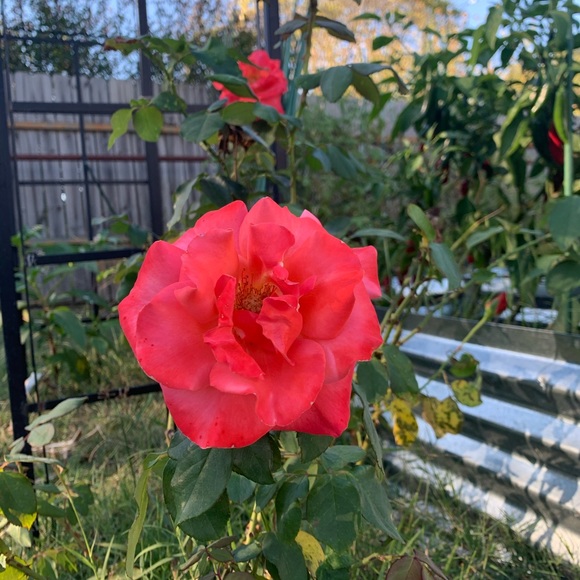 Meet your Posher, Kay - Picture 1 of 1